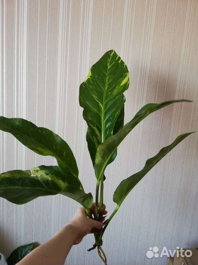 Декоративно-лиственные антуриумы