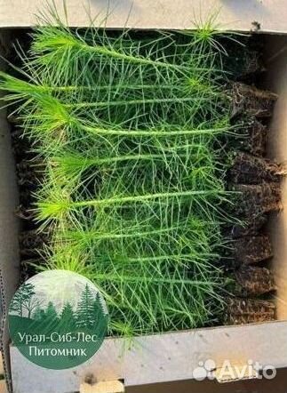 Зкс Сосна сеянцы Ели Лиственницы окс Голуб Горная