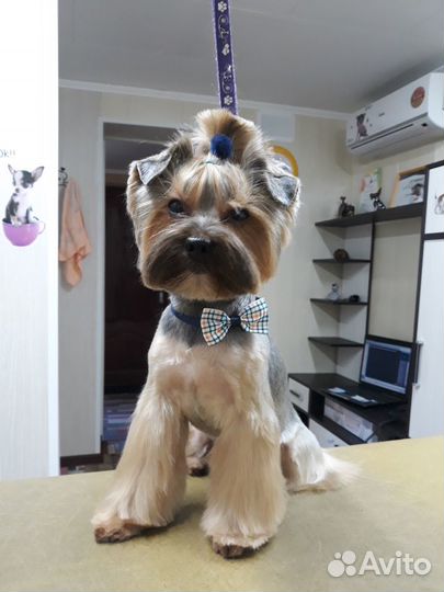 Уход за Вашими питомцами (стрижка, груминг)