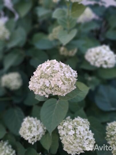 Бульданешь саженцы