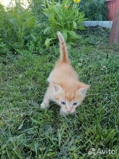 Рыжий котенок в добрые руки бесплатно