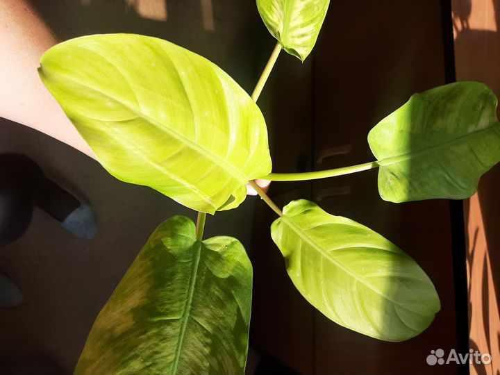 Филодендрон