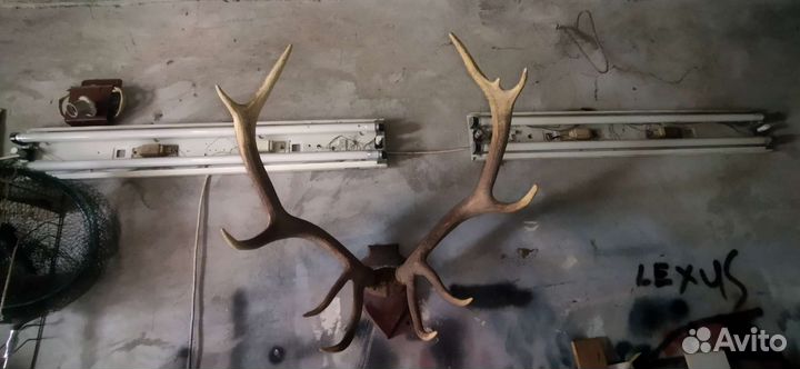 Рога оленя