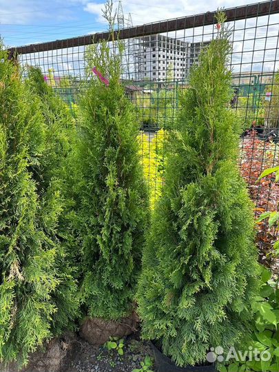 Туя Смарагд