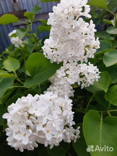 Саженцы сирени