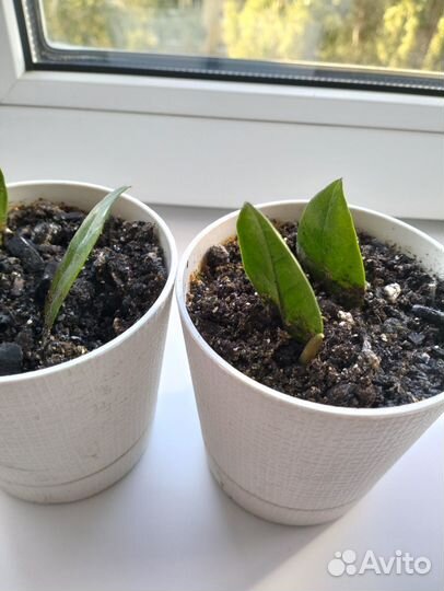 Комнатные цветы