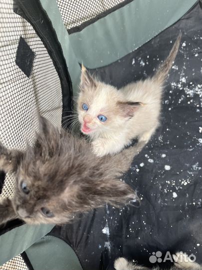 Котенок с ярко голубыми глазами ищет дом