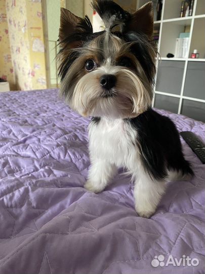 Бивер вязка