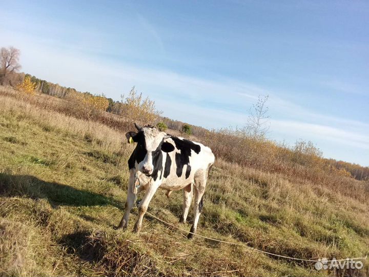 Бычки и телята