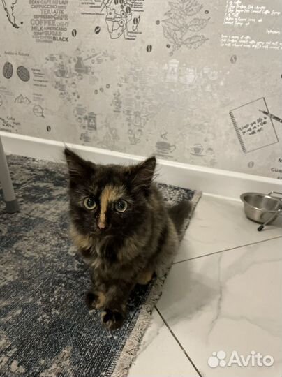 Кошечка в добрые руки