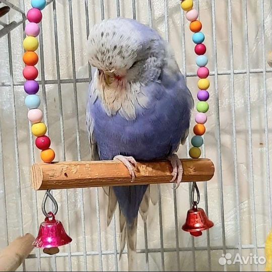 Выставочный волнистый попугай чех