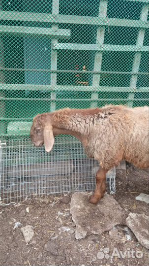 Баранчики на племя 4,5 месяца