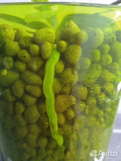 Орхидея Sogo Vivien вариегатная