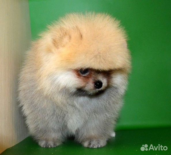 Померанский шпиц,кукольные щенки с документами