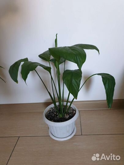 Спатифиллум с крупными листьями