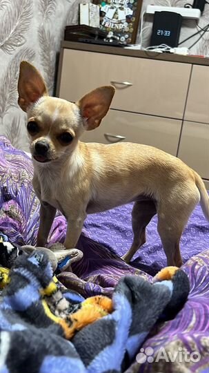 Чихуахуа девочка