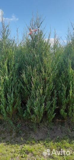 Можжевельник скальный Блю эрроу 2,5-3 метра