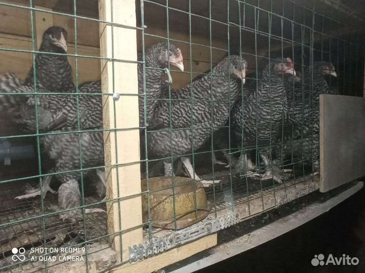 Инкубационное яйцо мехеленской кукушки