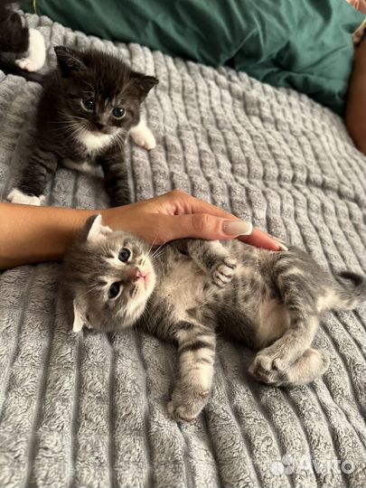 Шотландские котята