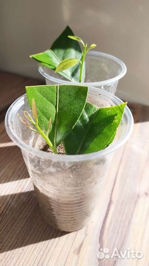 Лимон Лунарио