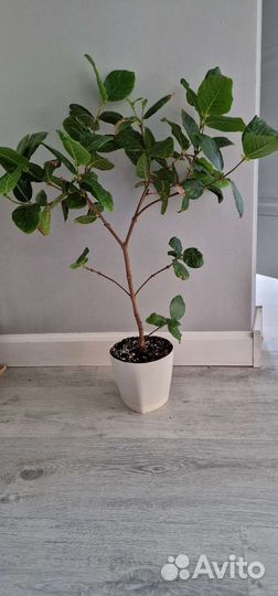 Ароматные, красивоцветущие