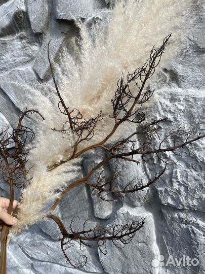 Сухоцветы / Пампасная трава