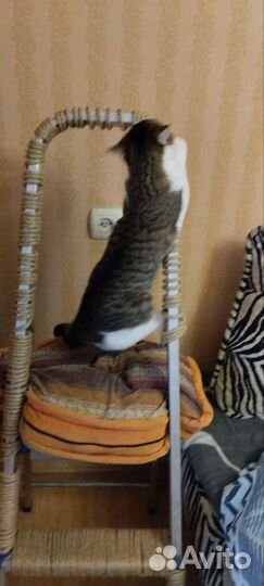 Отдам бесплатно