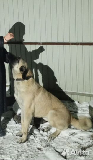 Собака в добрые руки отдам бесплатно