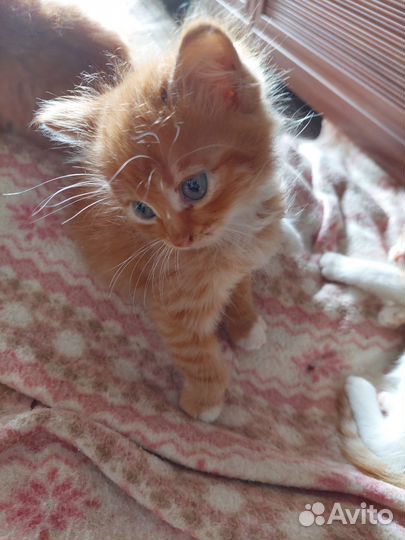 Котята рыженькие