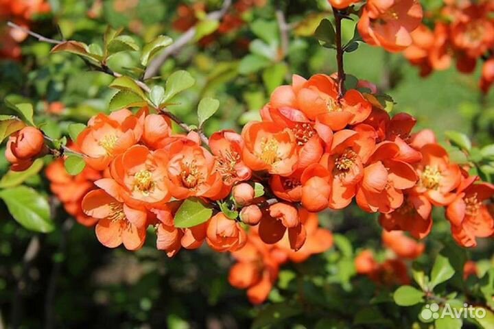 Айва японская