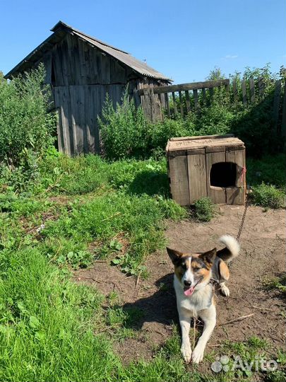 Сторожевая собака