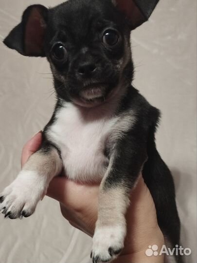 Девочка чихуахуа