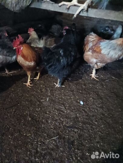 Молодые петухи
