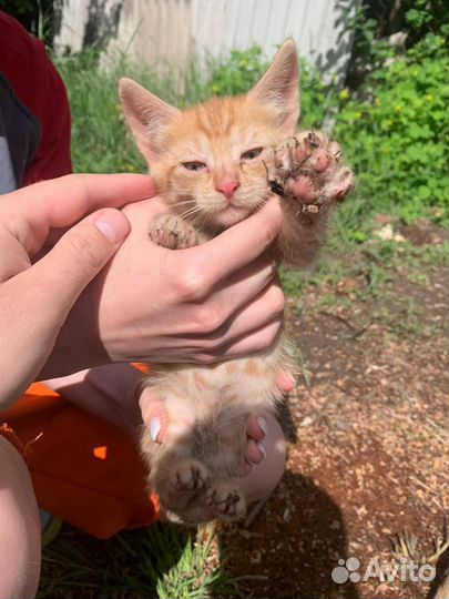 Рыжие котята