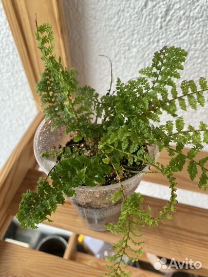 Папоротник