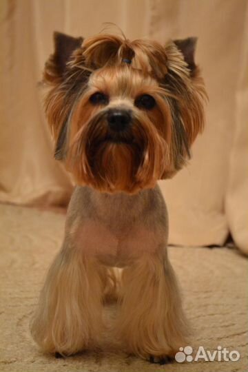 Стрижка Собак Кошек. Быстро и Качественно