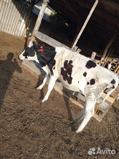 Продам телят