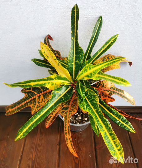 Кротон гибрид Жар-птица