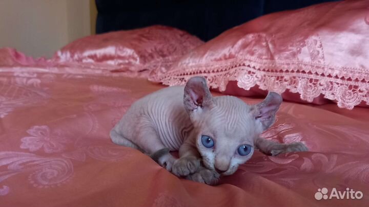 Котята сфинкс эльф