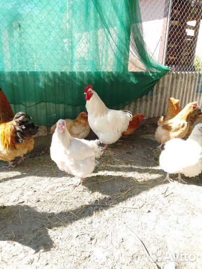 Орпингтон,Маран