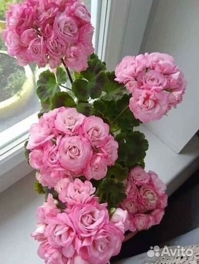 Пеларгонии, Антуриум