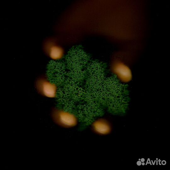 Стабилизированный мох, Лаймовый