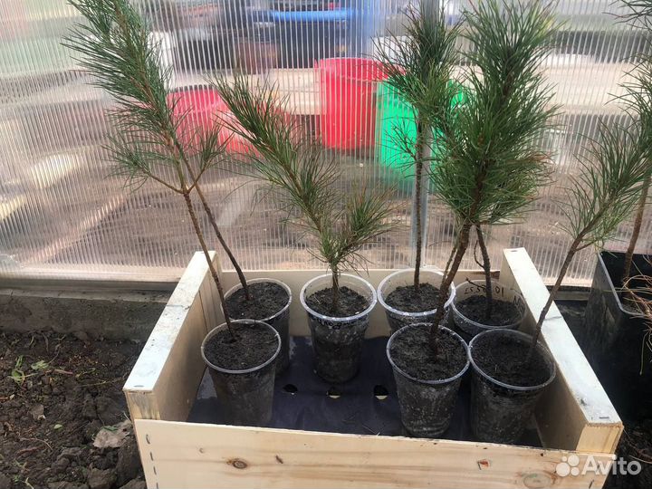 Продаю саженцы кедра