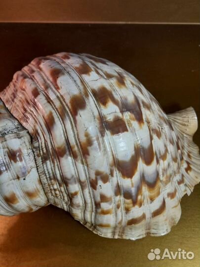 Морская ракушка раковина, огромный размер