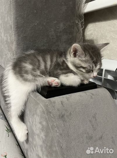 Котенок бесплатно