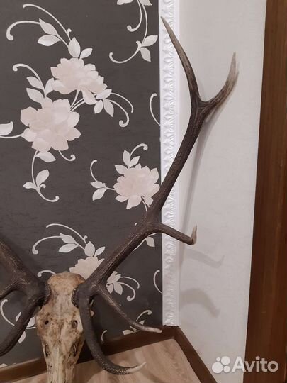 Рога благородного оленя