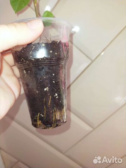 Бугенвиллия chitra