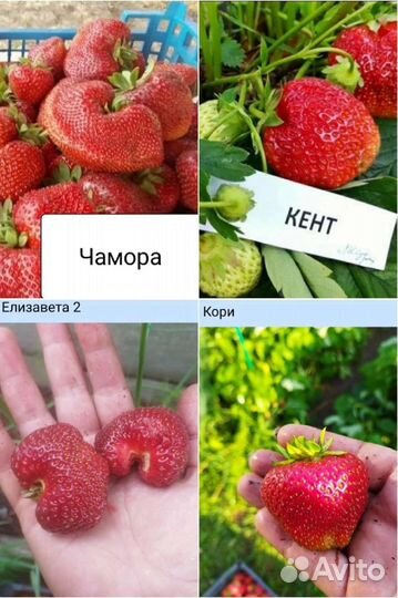 Рассада клубники