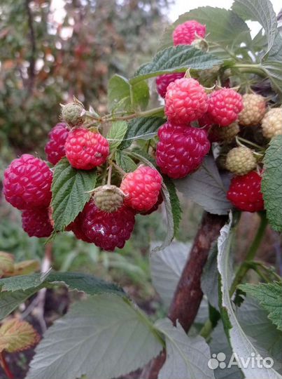 Малина сорт Обильная