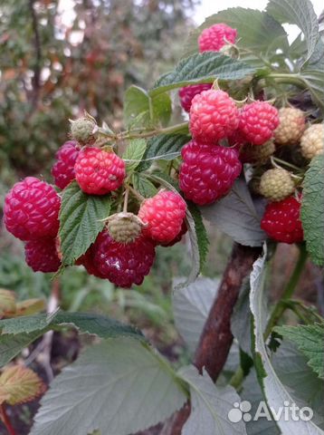 Малина сорт Обильная